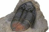 Zlichovaspis Trilobite With Red Tail - Atchana, Morocco #301713-3